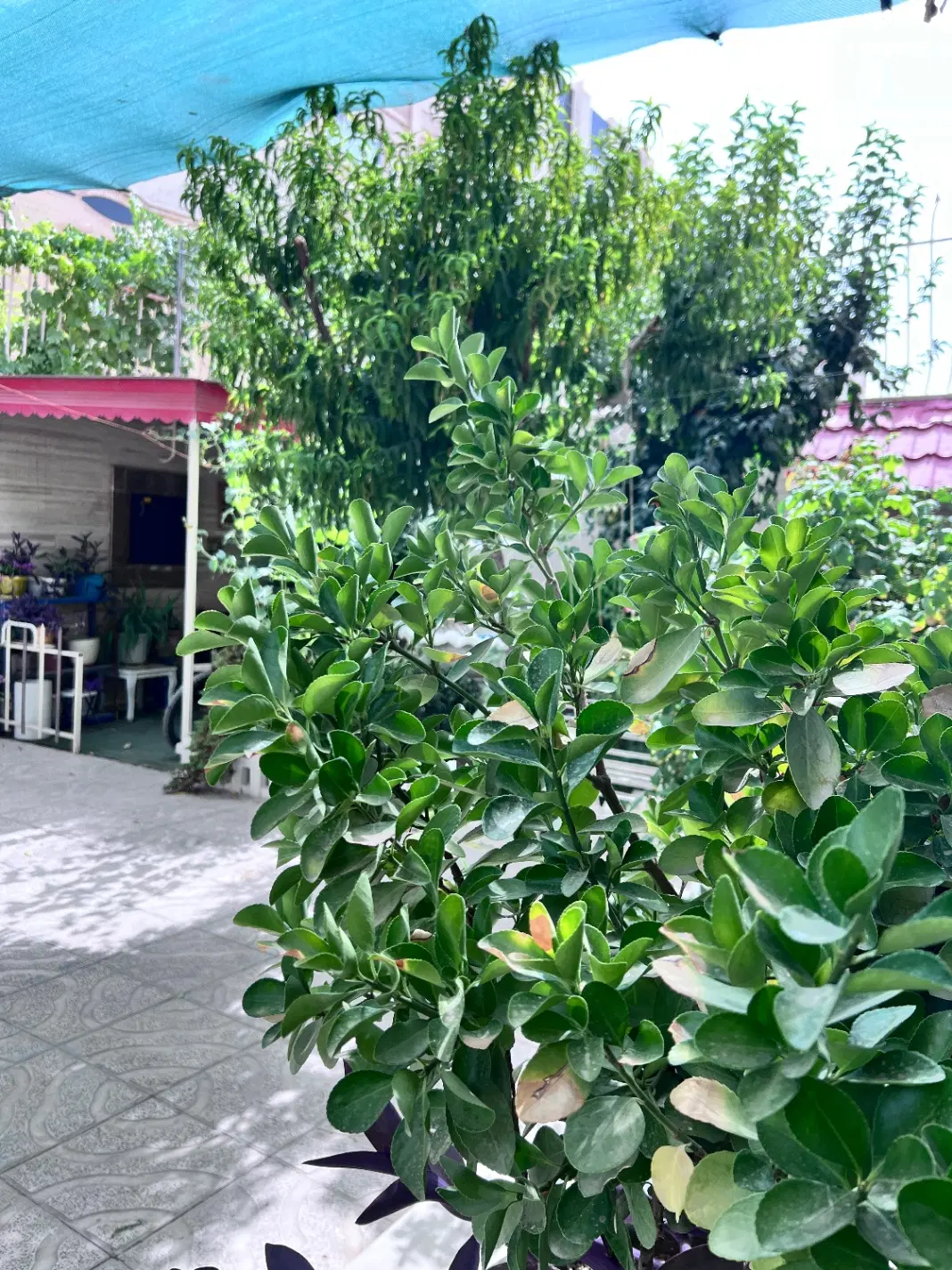 خانه ی ویلایی نورگیر