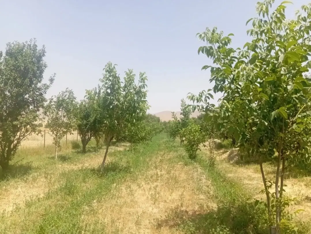 فروش باغ