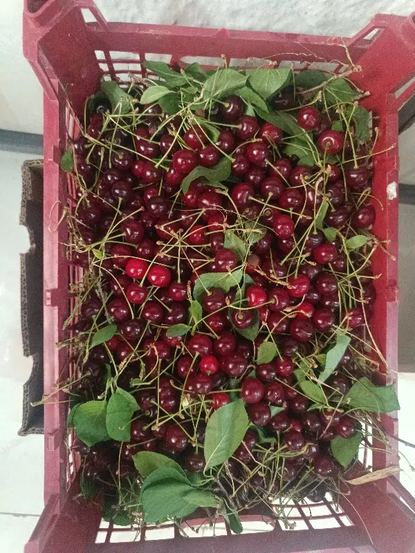 زمین حصار کرده با امتیاز آب برق گاز