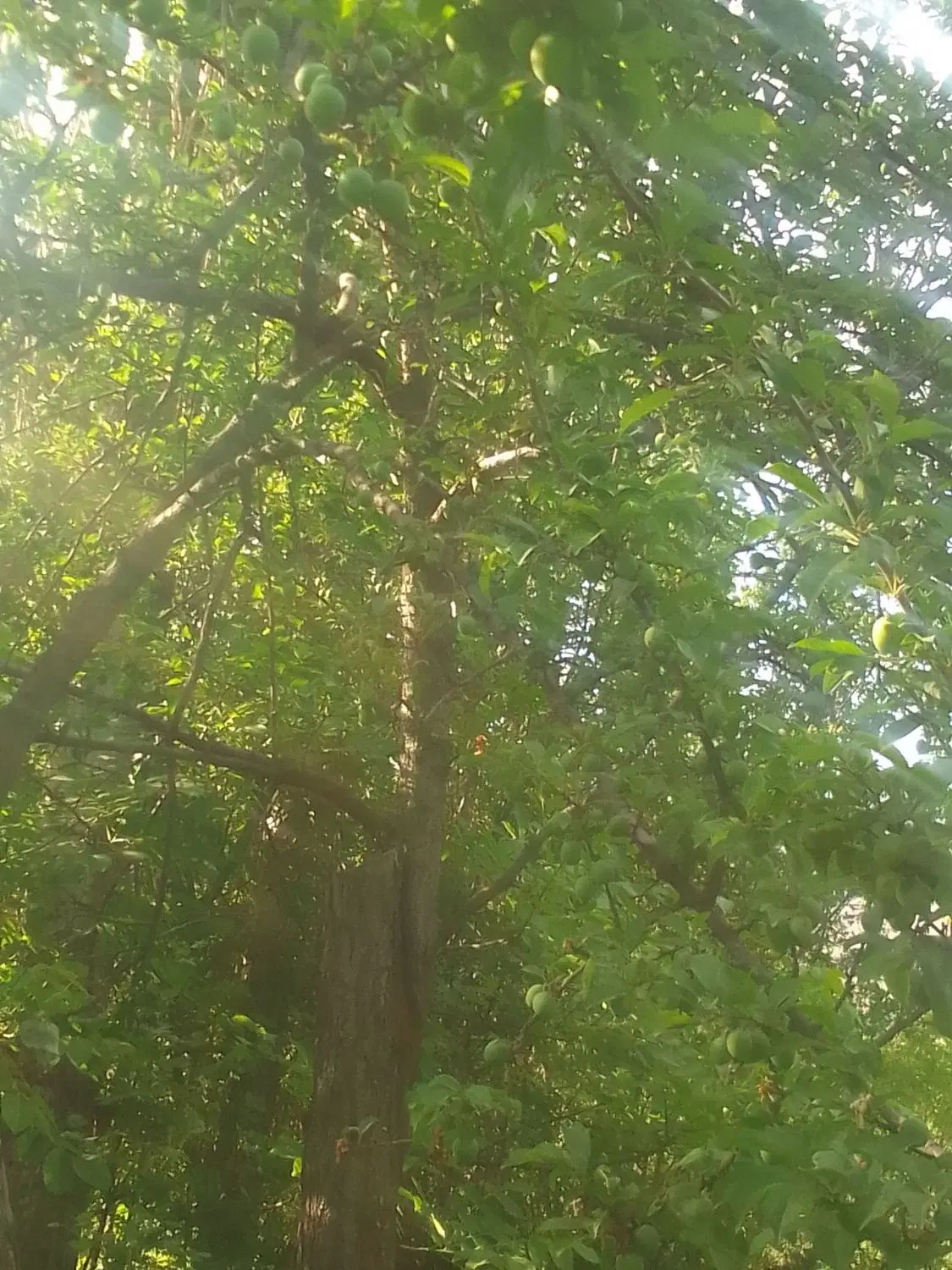 باغ کشاورزی