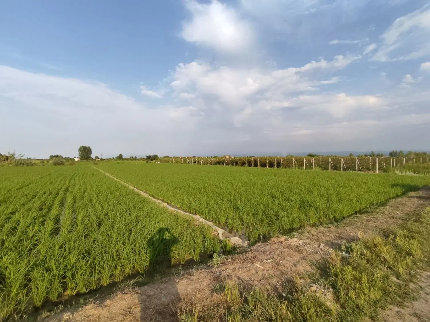 زمین شالیزاری روستای ولشکلا