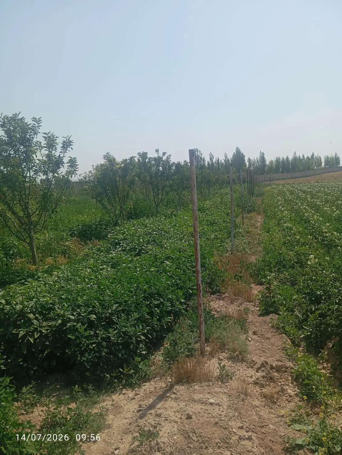 باسلام یک باغ به متراژ 5460متر مرابع بفروش میرسد