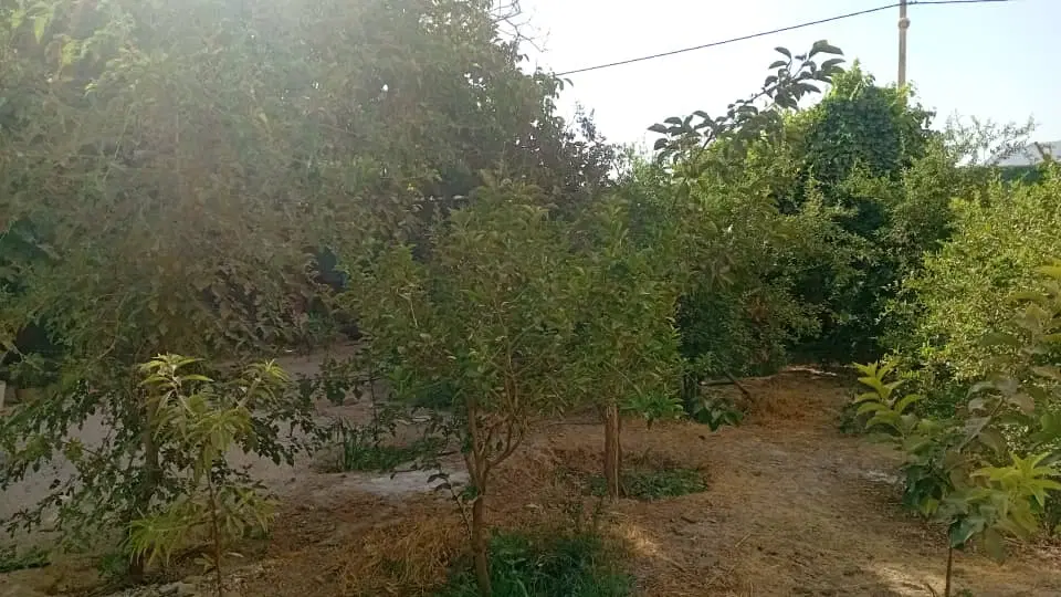 باغچه در فاروق