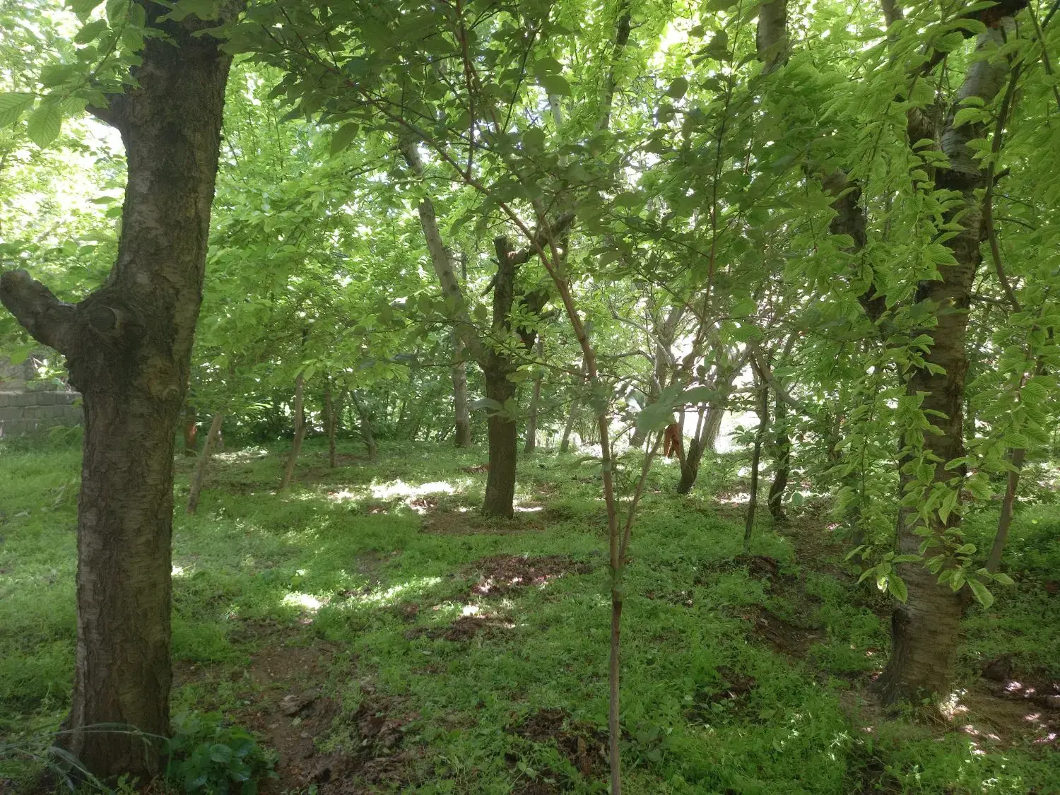 باغ میوه