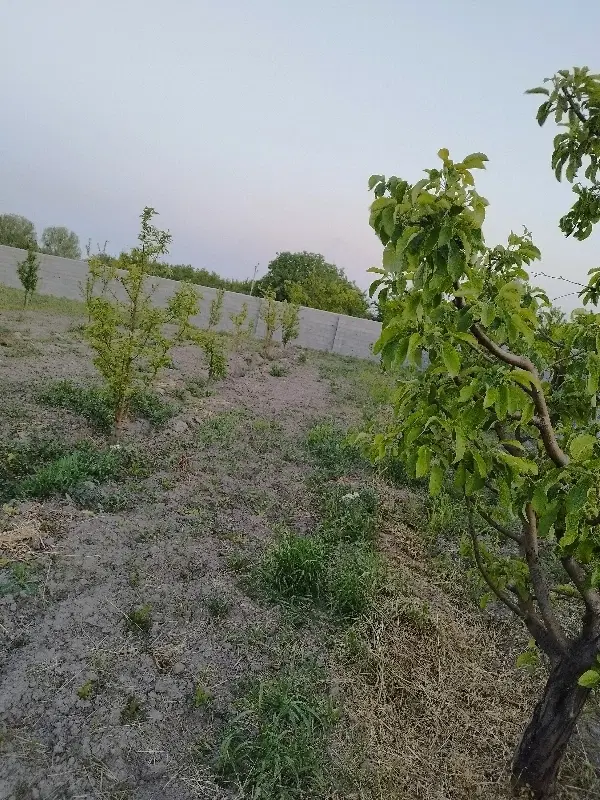 باغچه 500متر دارای آب و برق