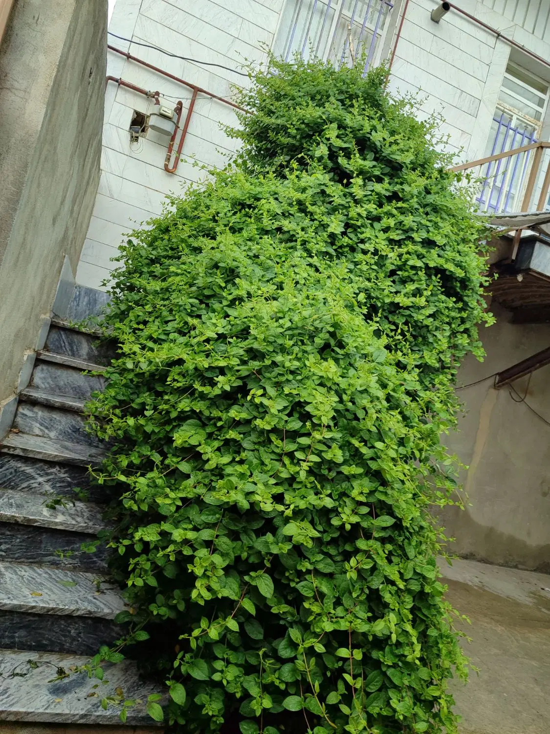 خانه در طنجور «اجاره ای»