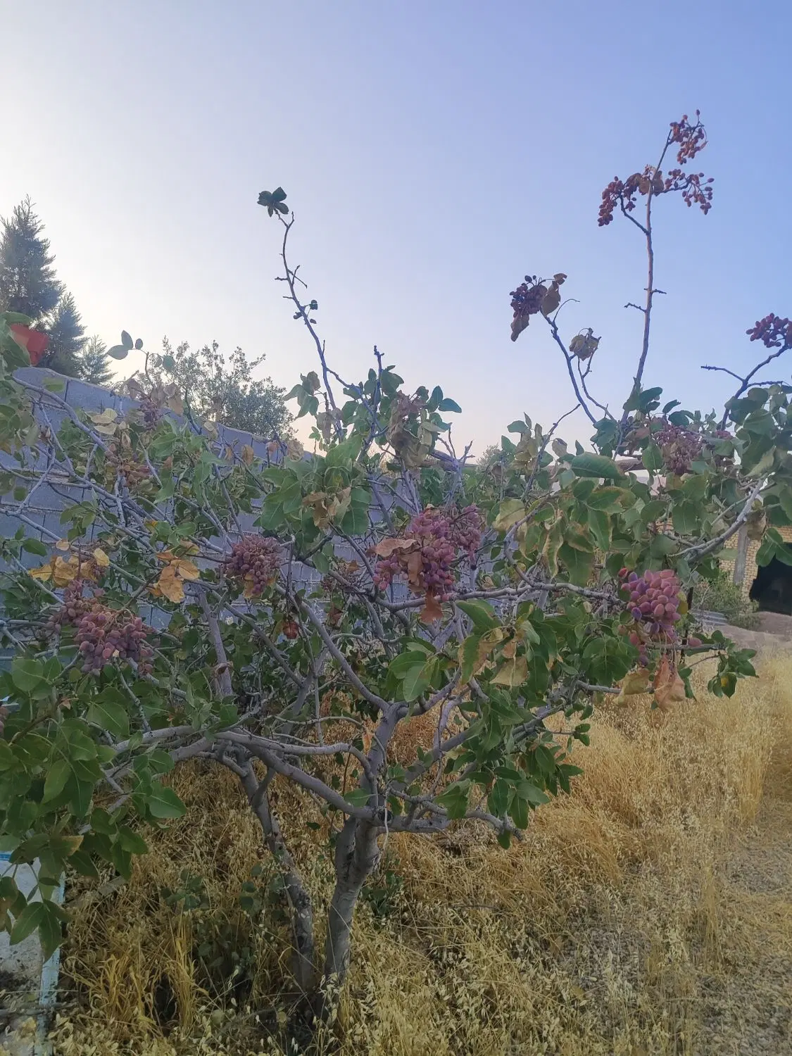 باغشهری سروستان
