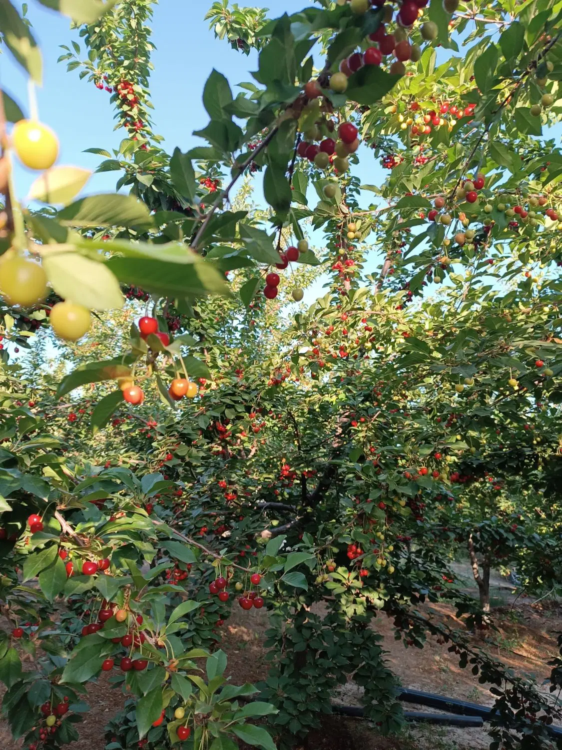 فروش باغ وویلاباغ درجه یک