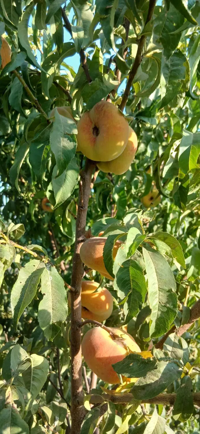 باغ و ویلا