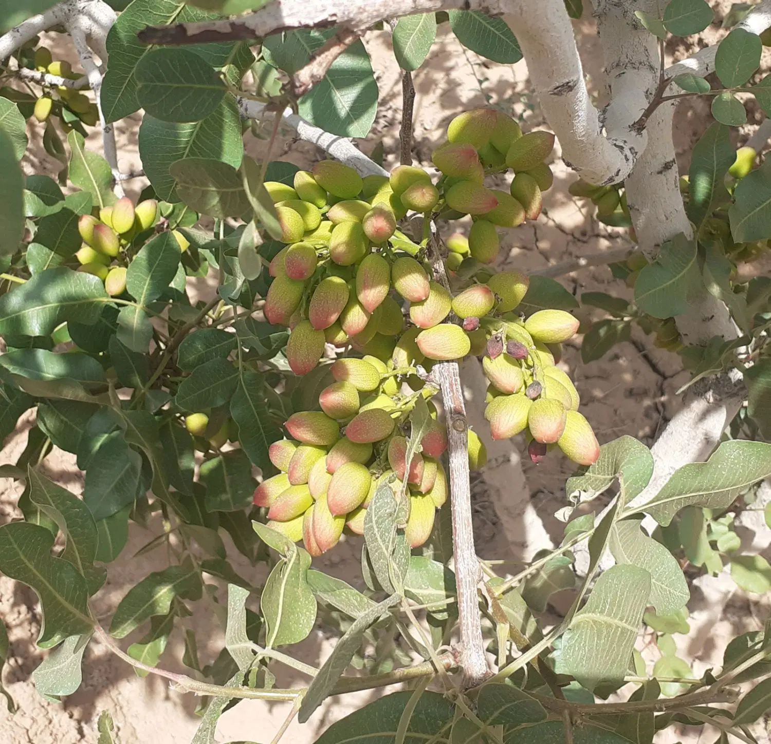باغ پسته بارده ۱۰۰۰ متری سندتک برگ