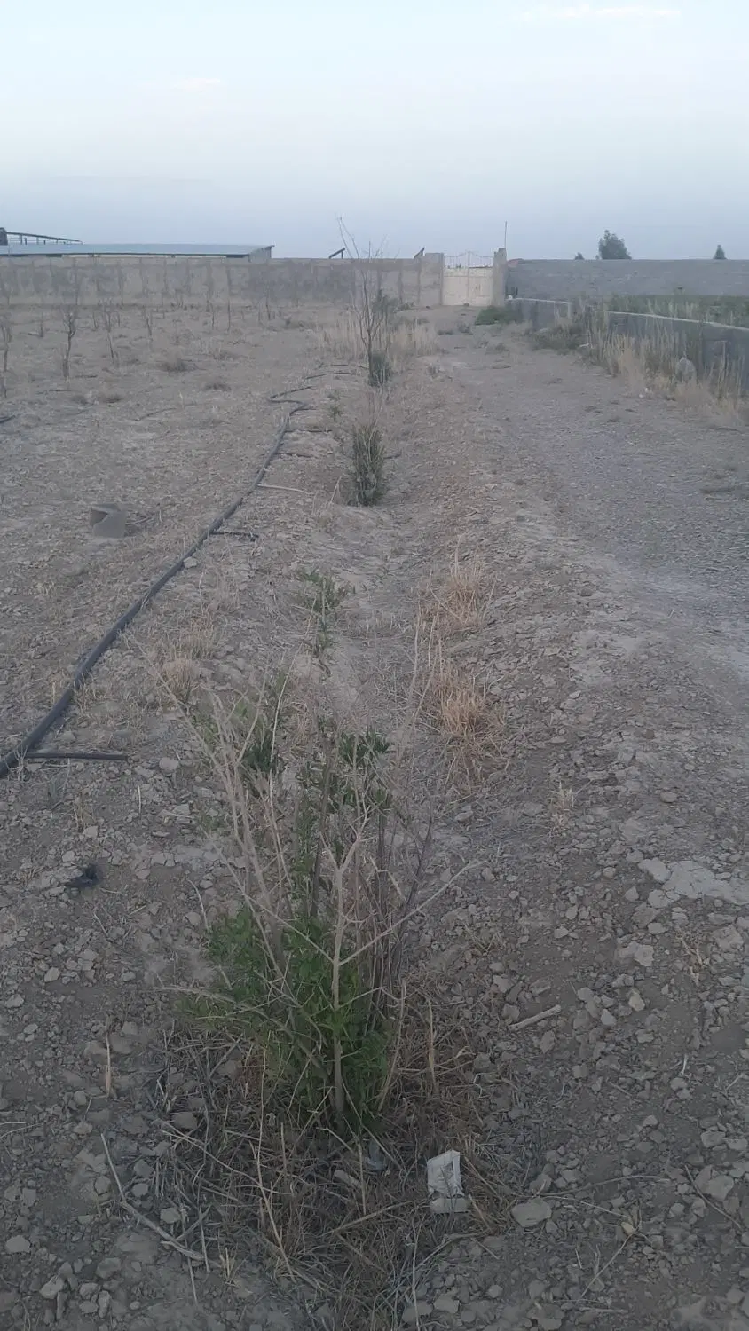 زمین باغی