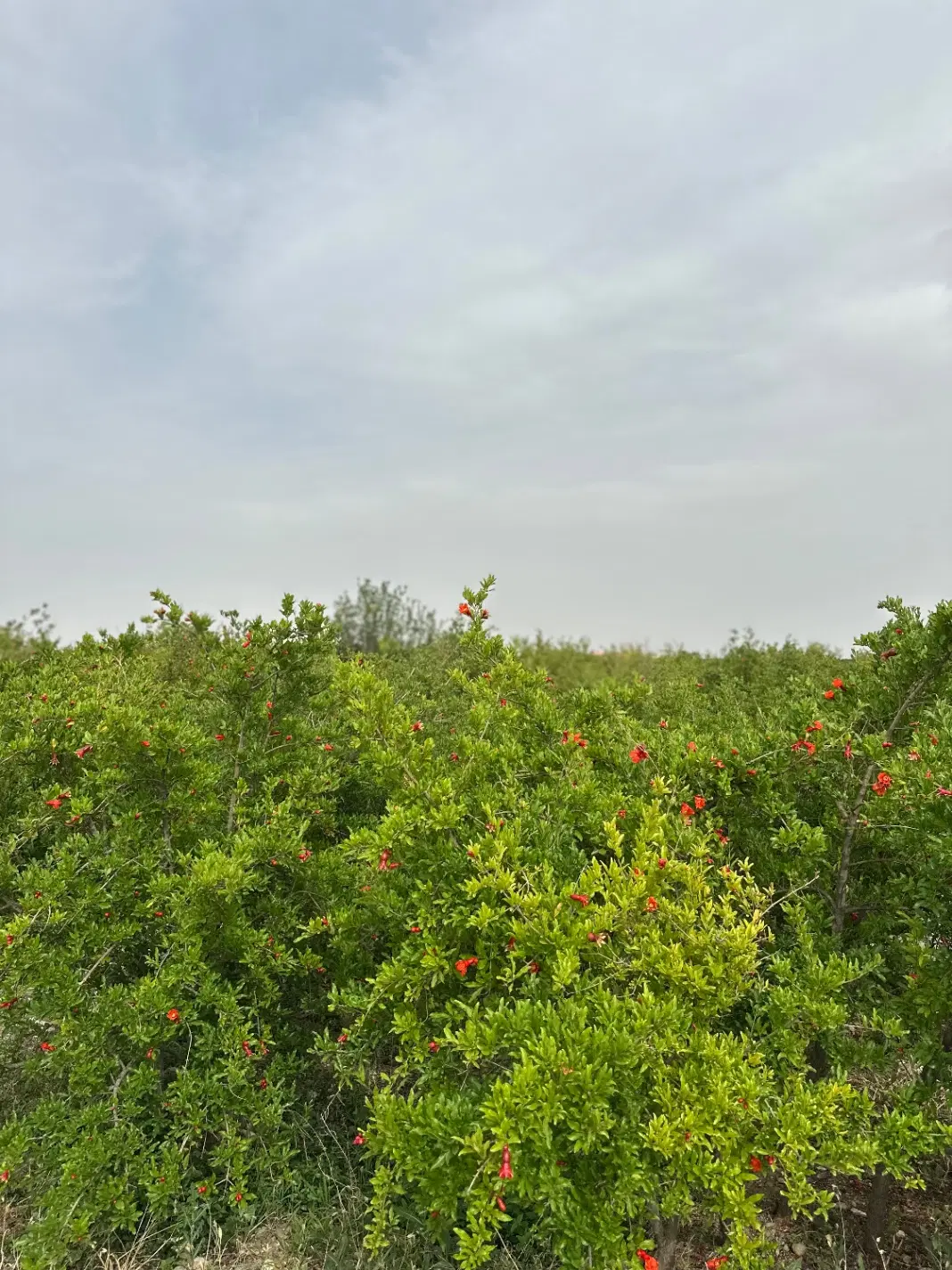 باغ انار