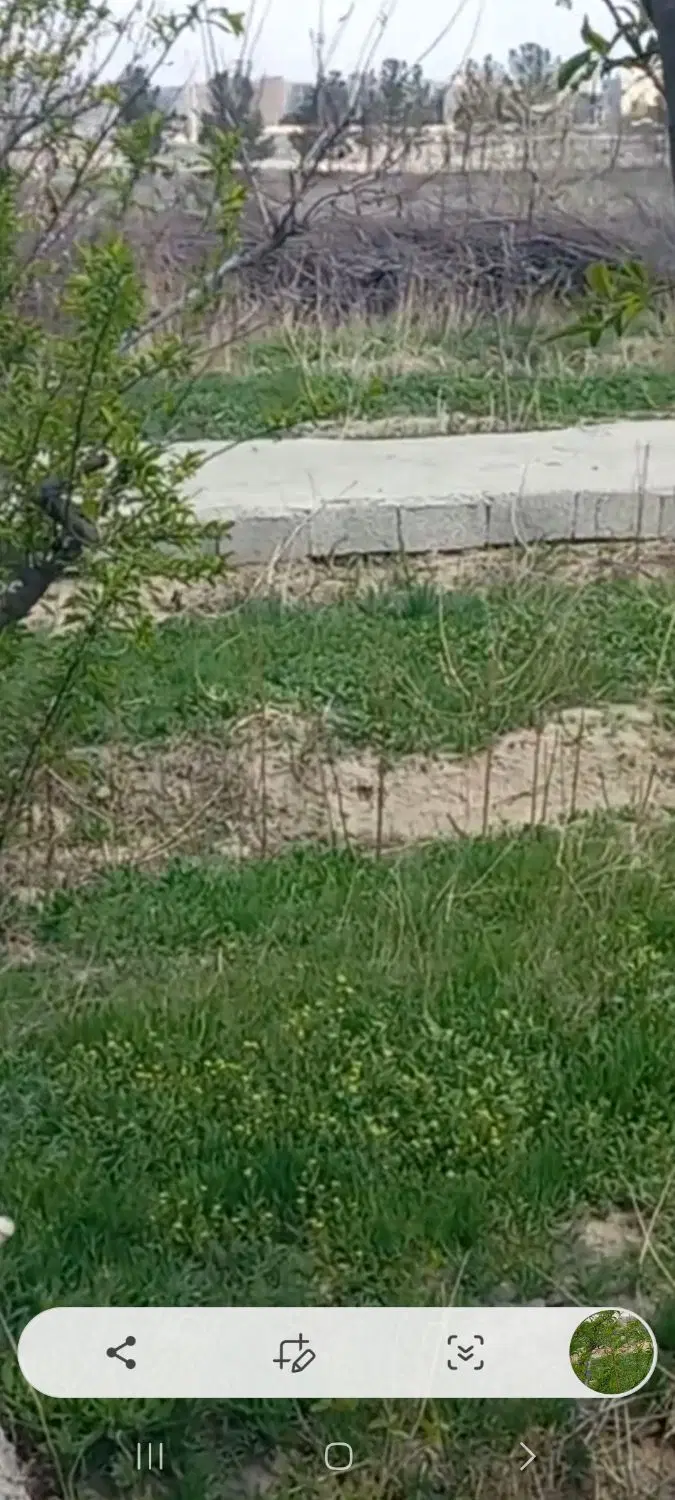 فروش باغجه باباسلمان