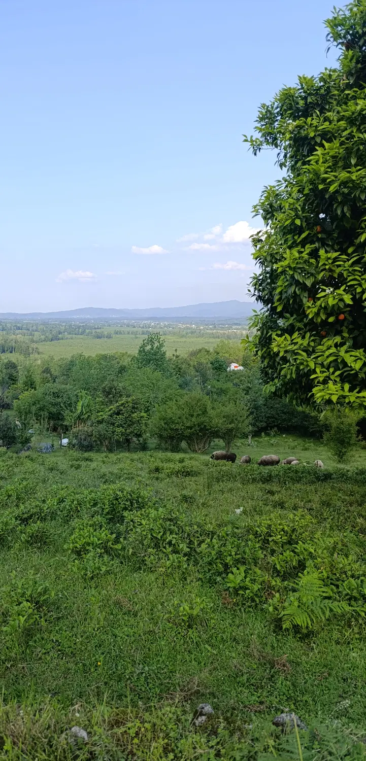 زمین مسکونی