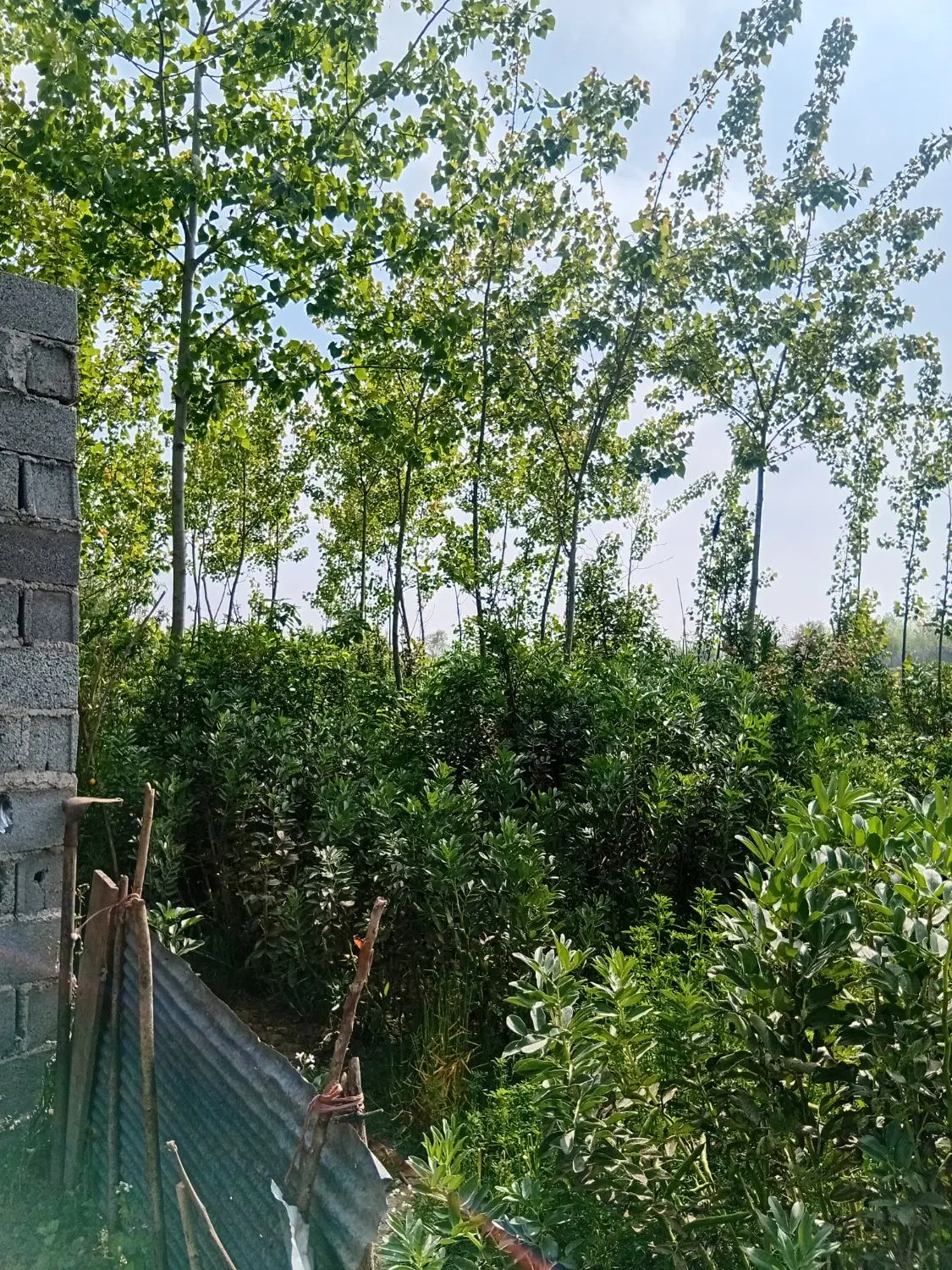۲۶۱ متر زمین مسکونی روستایی