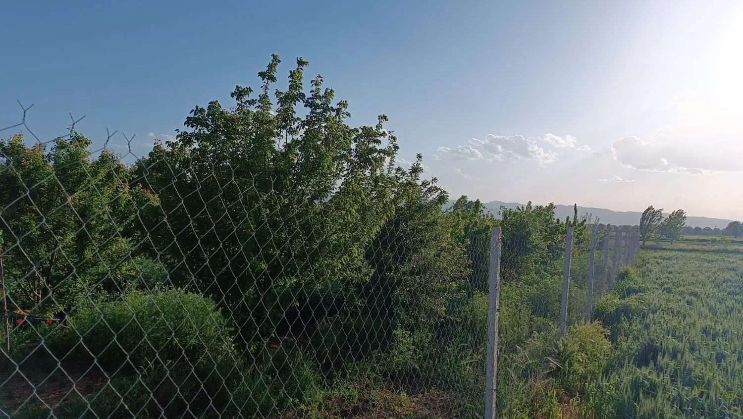باغچه