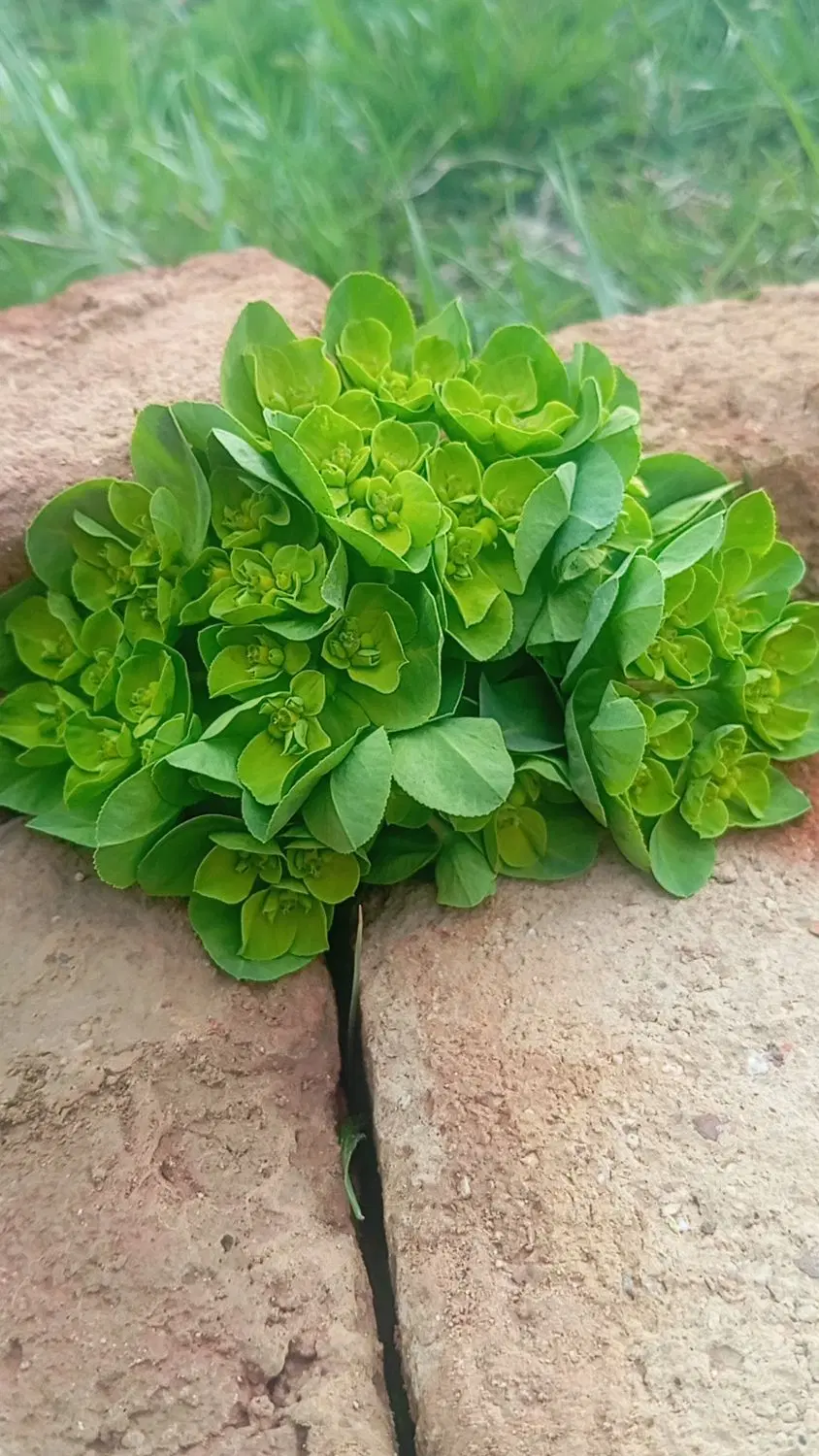 فروش زمین در شیخ سادات