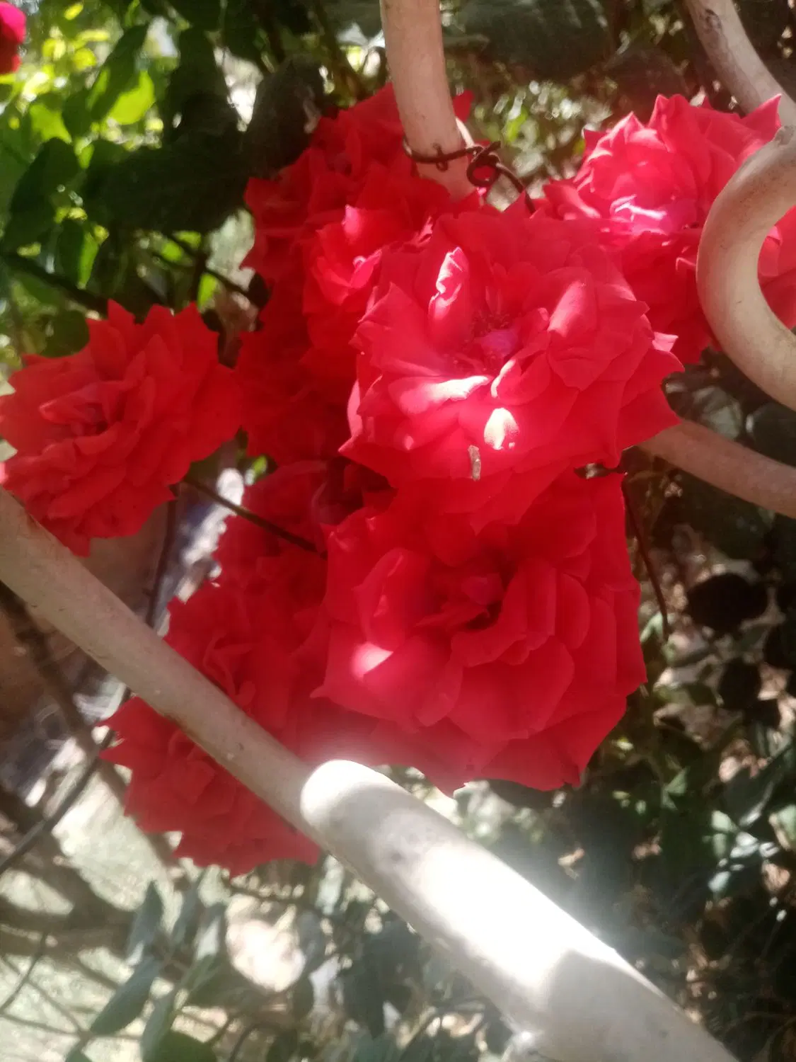 سلام سالن اجاره ای