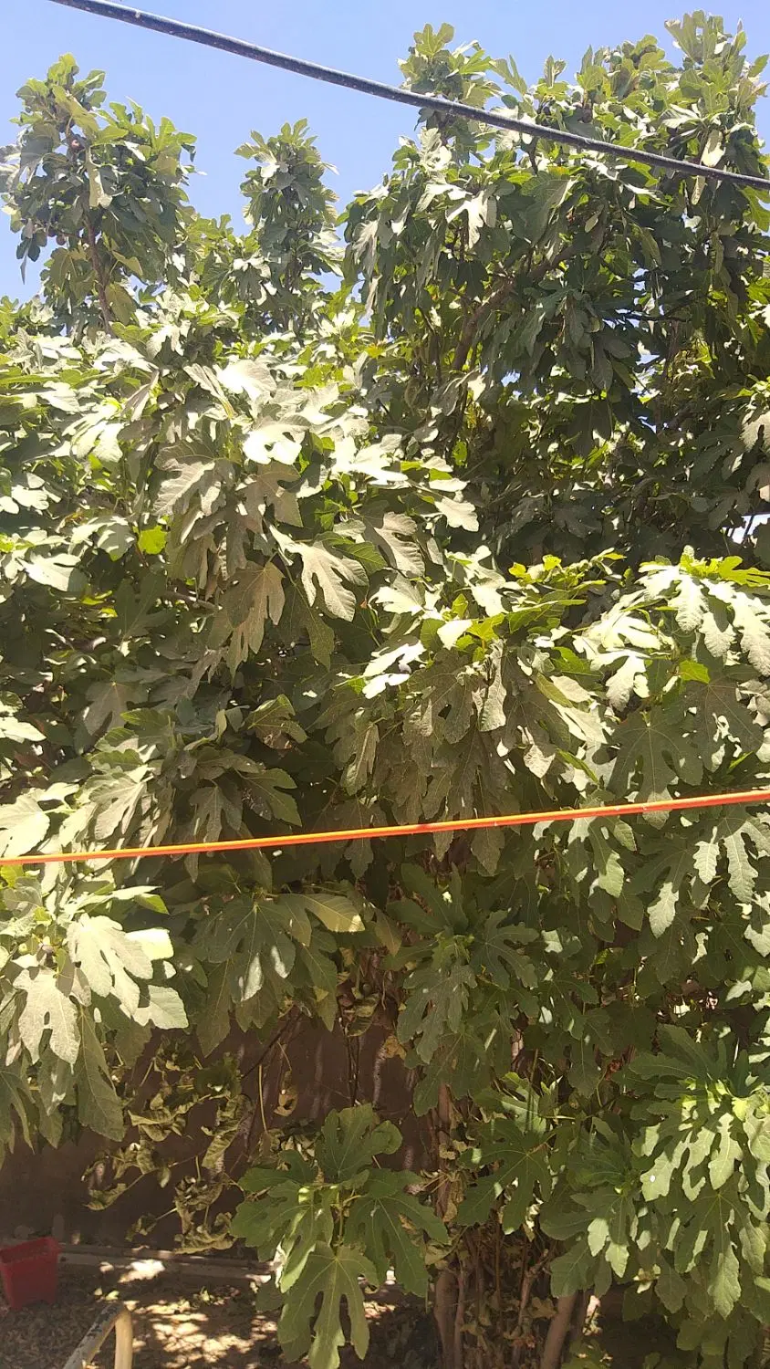 خانه ویلایی بزرگ 250 متری  عمله سیف