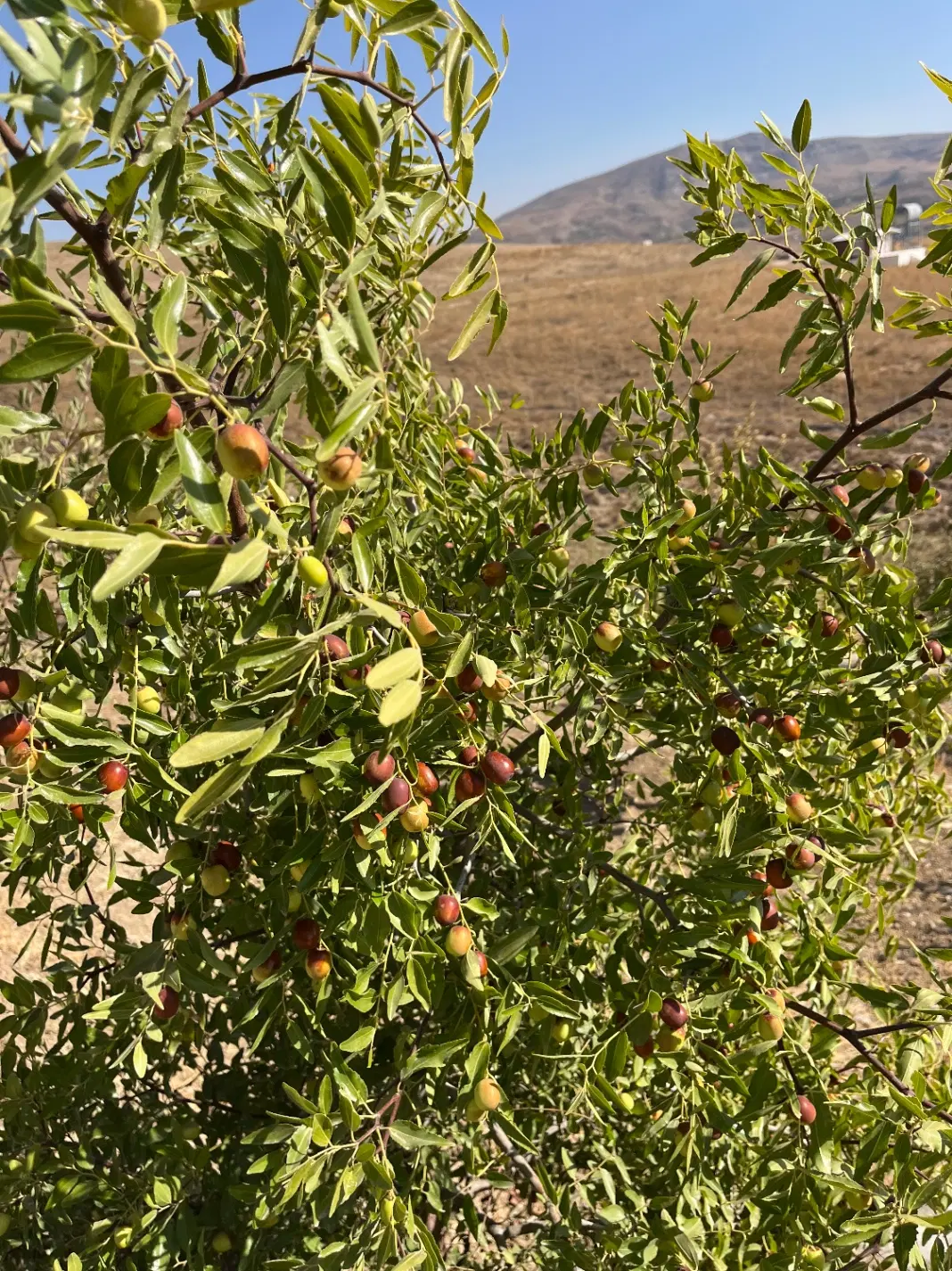 زمین منطقه گردشگری زرشک