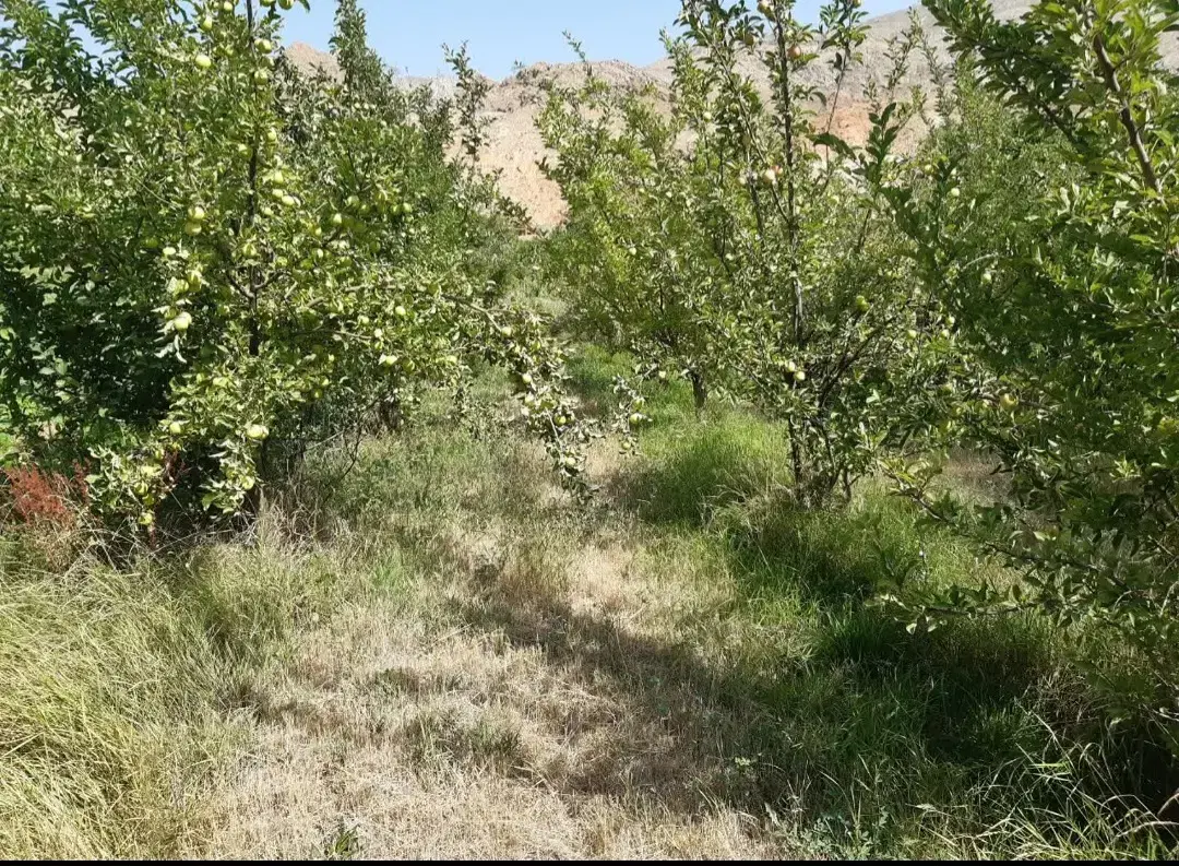 زمین باغی