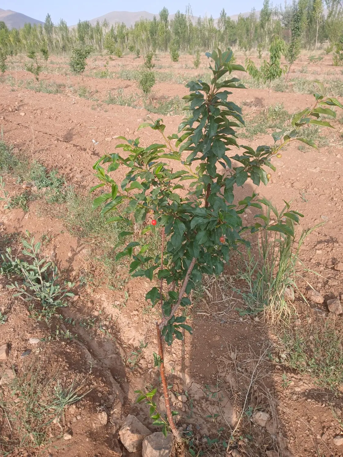 زمین 500متری گلشن اباد