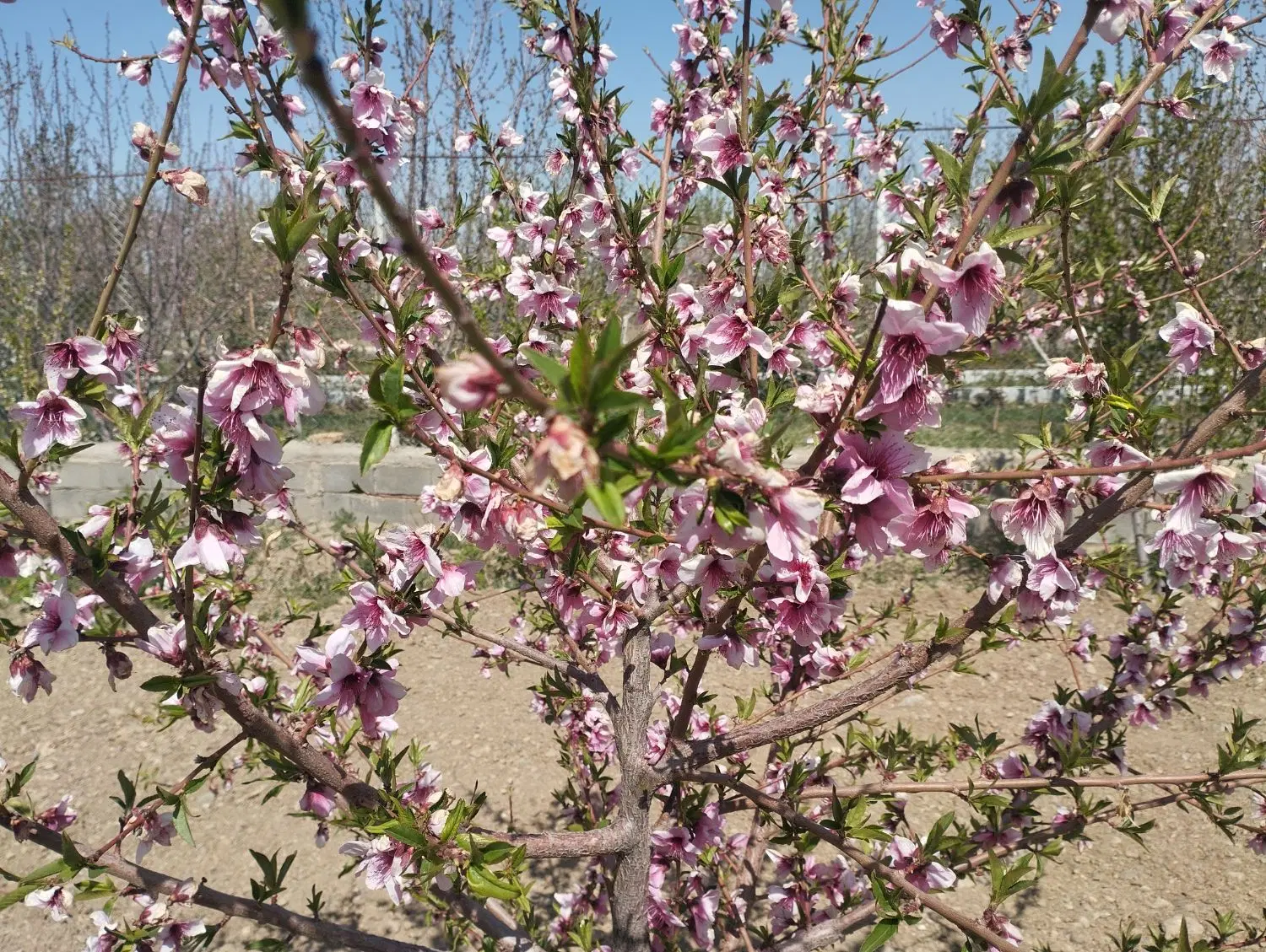 باغ