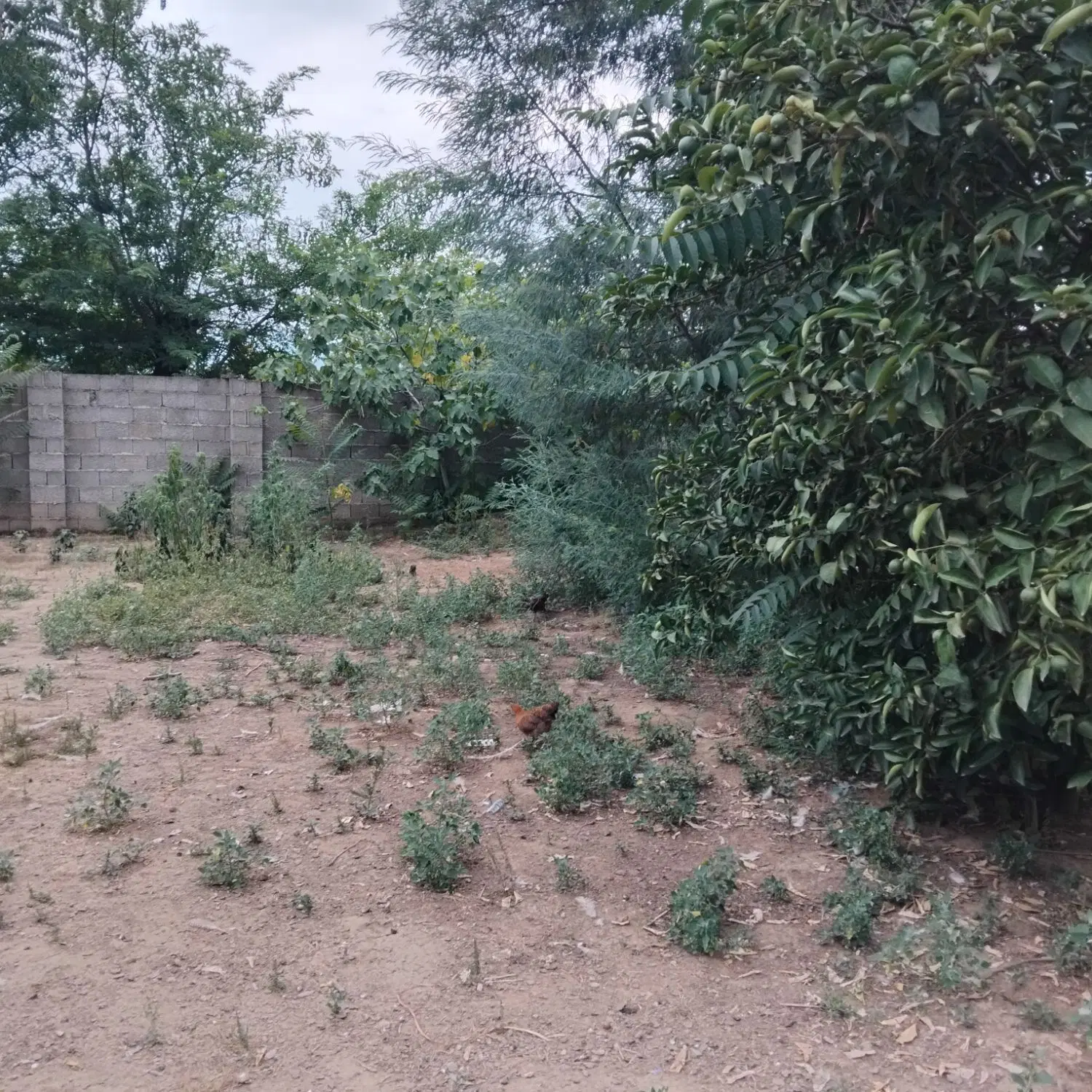 زمین مسکونی فومن روستای راسته کنار