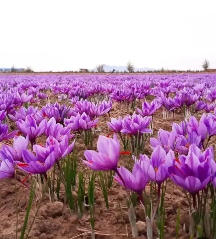 زمین زعفران نصفه کاری