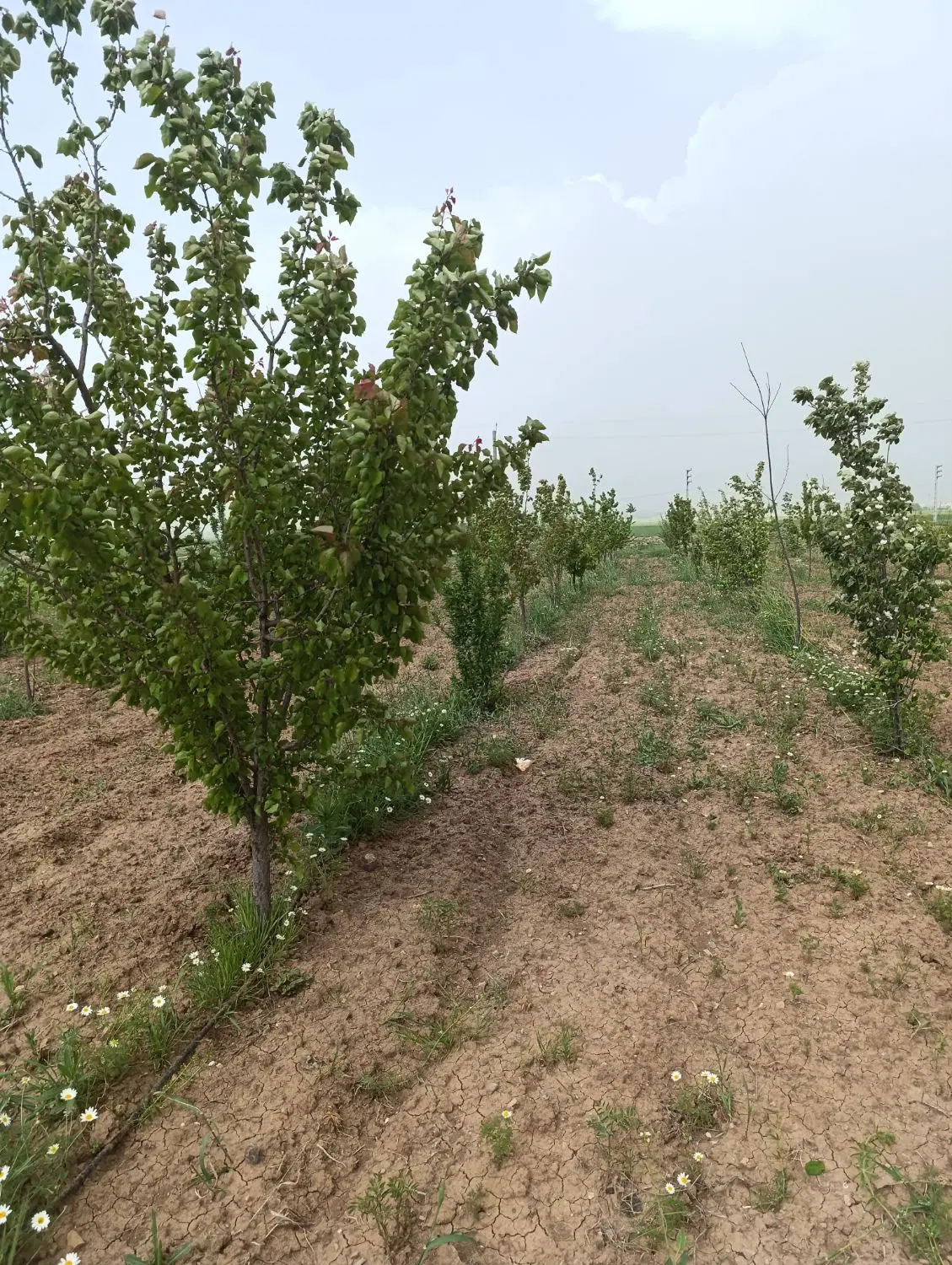 باغ الهیه