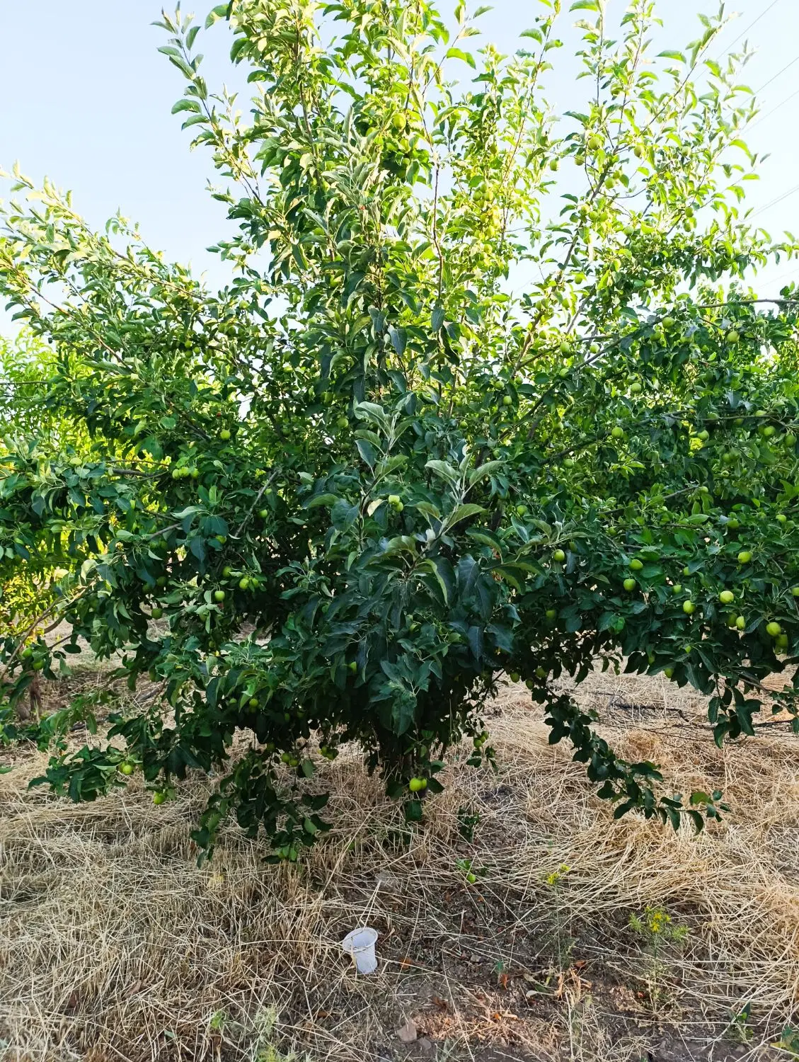 باغ الهیه