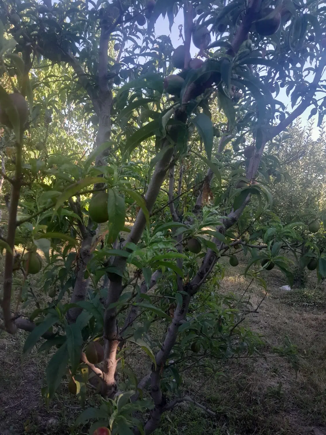 باغچه.الوان