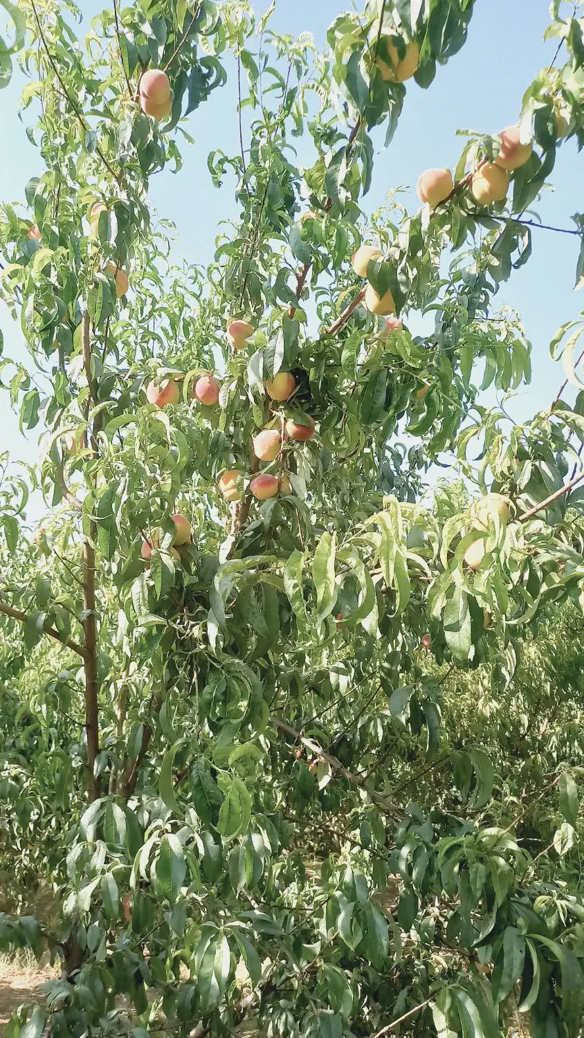 باغ۷ ساله