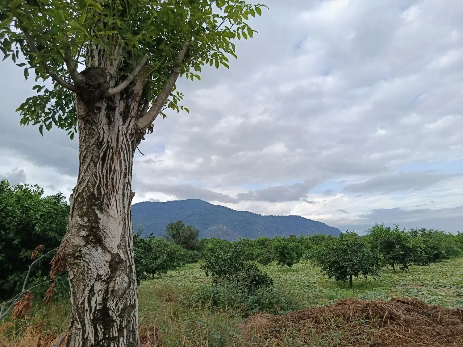 باغ نارنگی