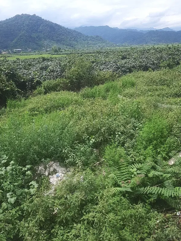 باغ کیوی به متراژ ۷۰۰۰متر