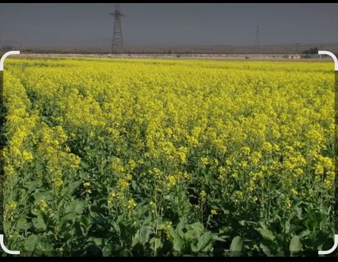 اجاره زمین کشاورزی