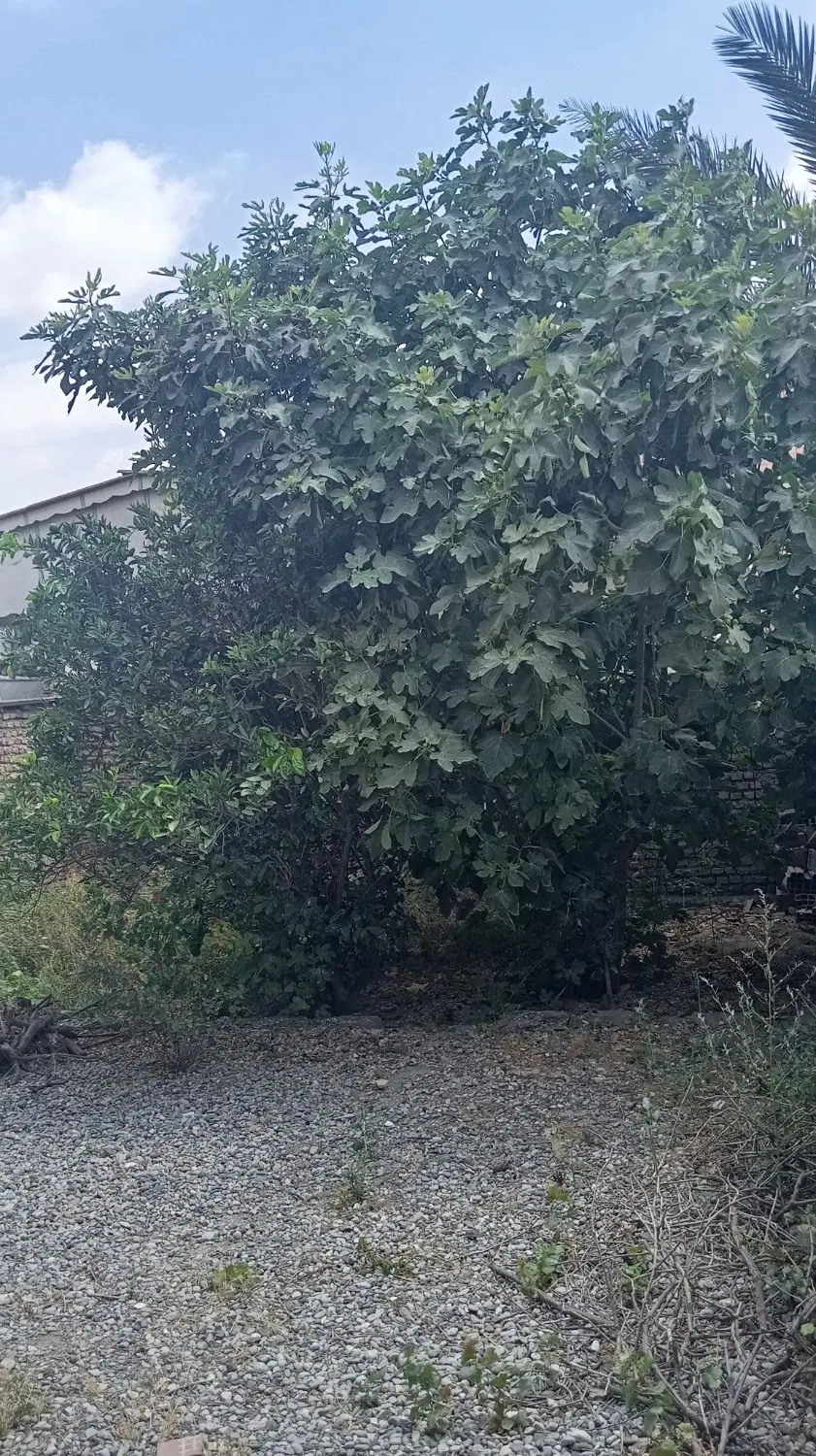 اجاره خونه دوبلکس ویلایی