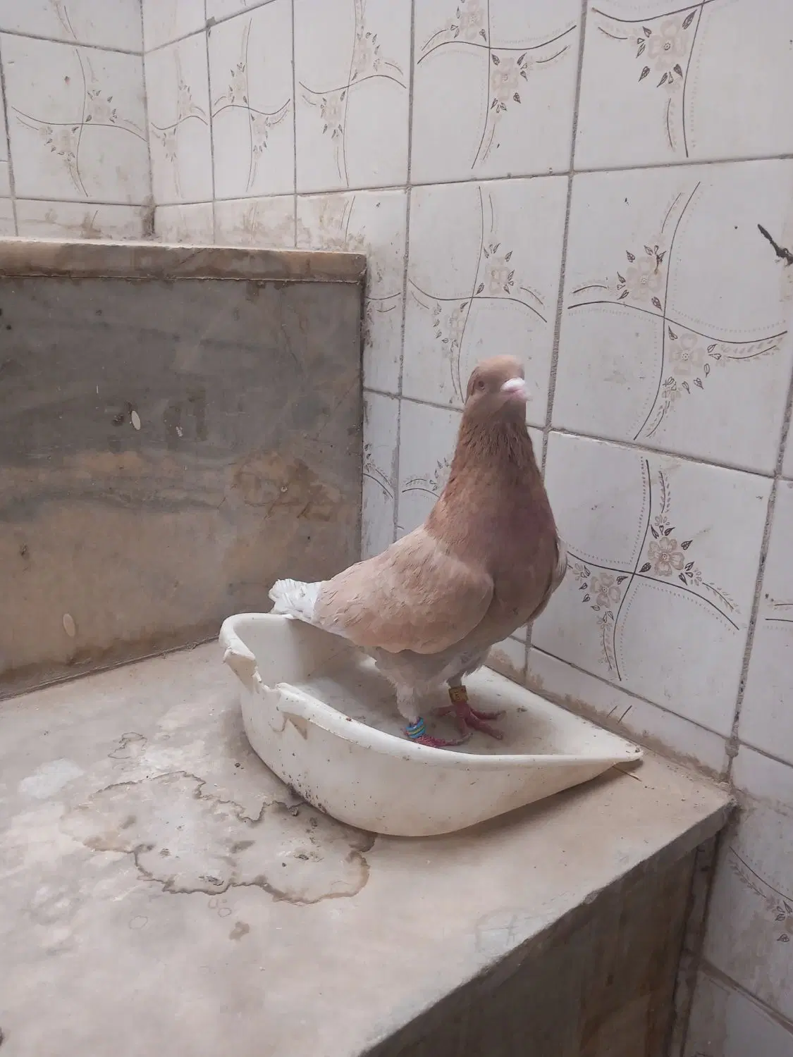 خانه گلنگی