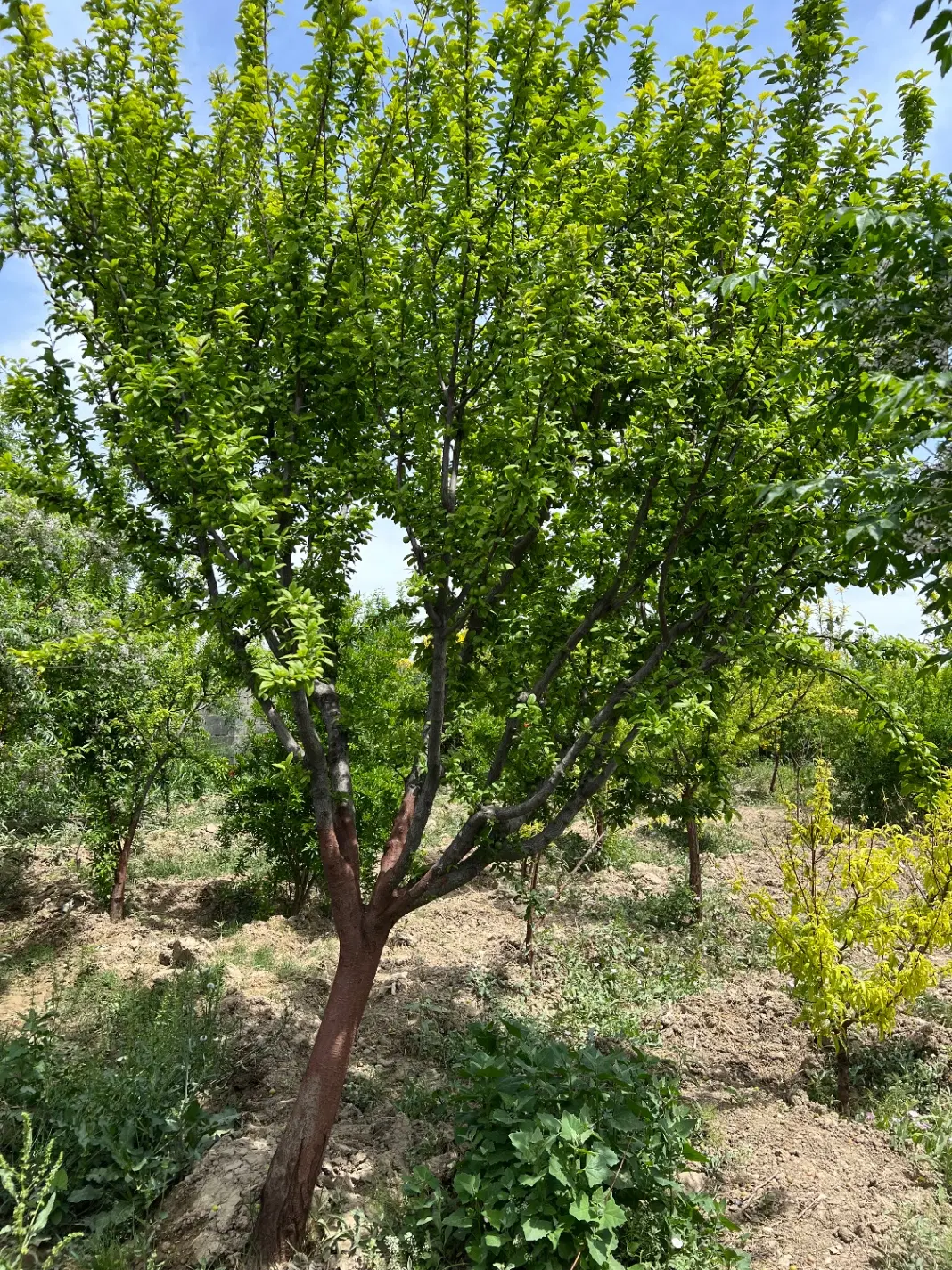 باغ ذخیره شهری بامجوزدیوار قطعات 375متر*500*1000