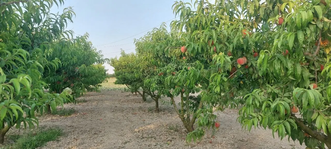 فروش باغ آلبرتای زود رس