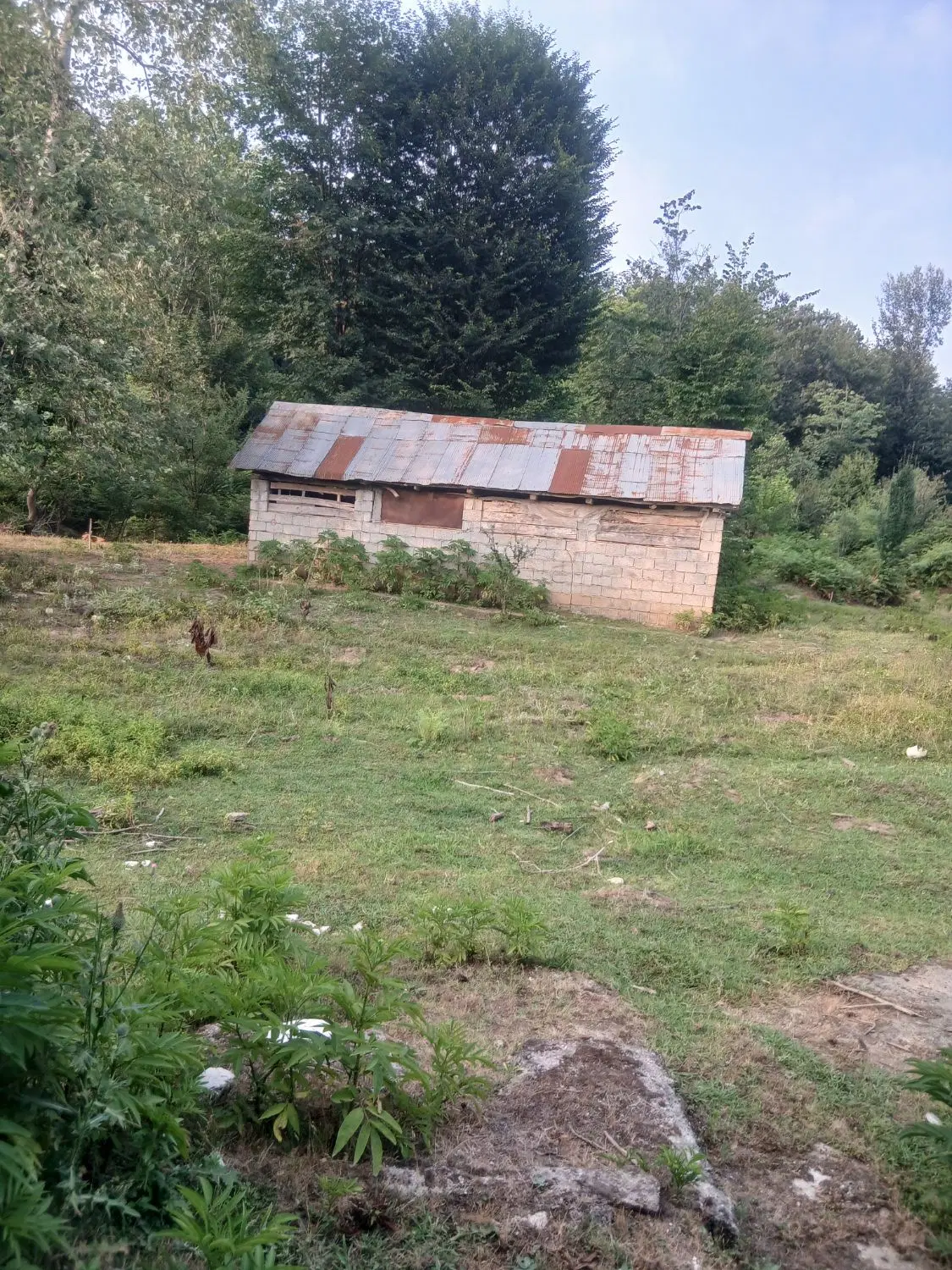 ۳۵۰متر زمین مسکونی روستایی  معاوضه با  شالی کاری