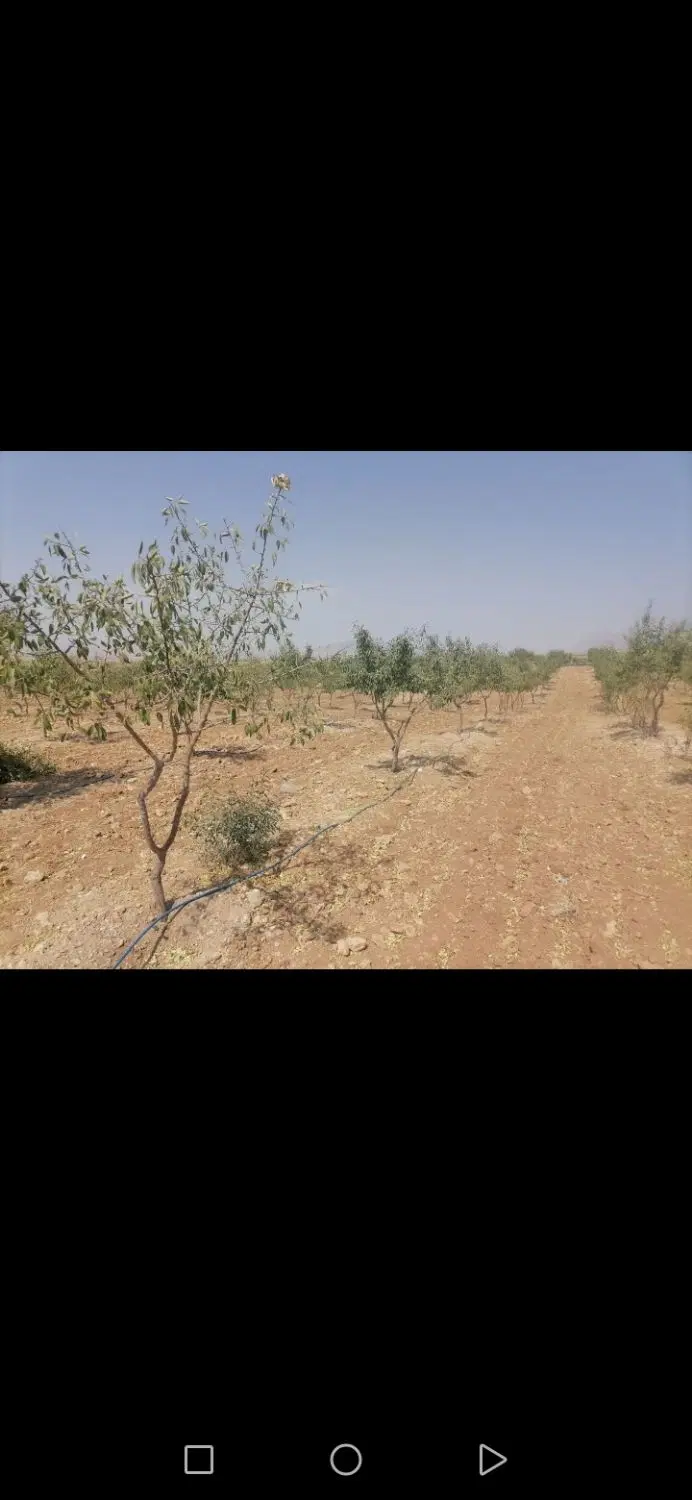 زمین کشاورزی بادرخت سن شش دانگ باکمترین قیمت