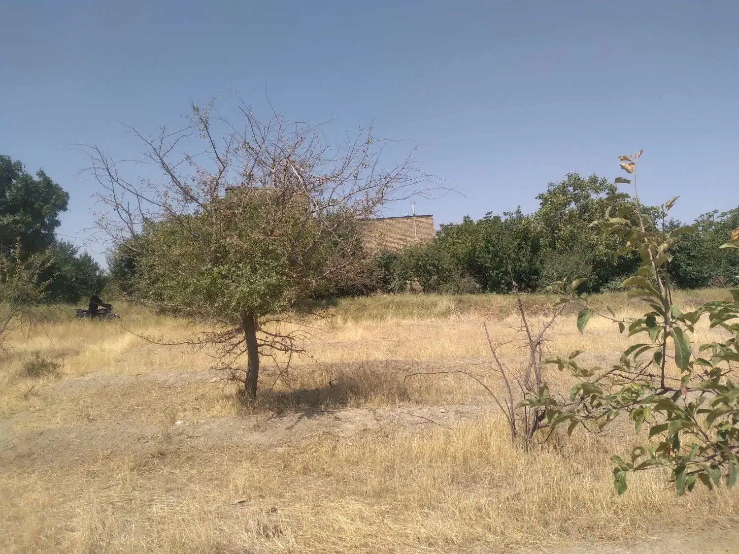 باغ کشاورزی ....در گلمکان