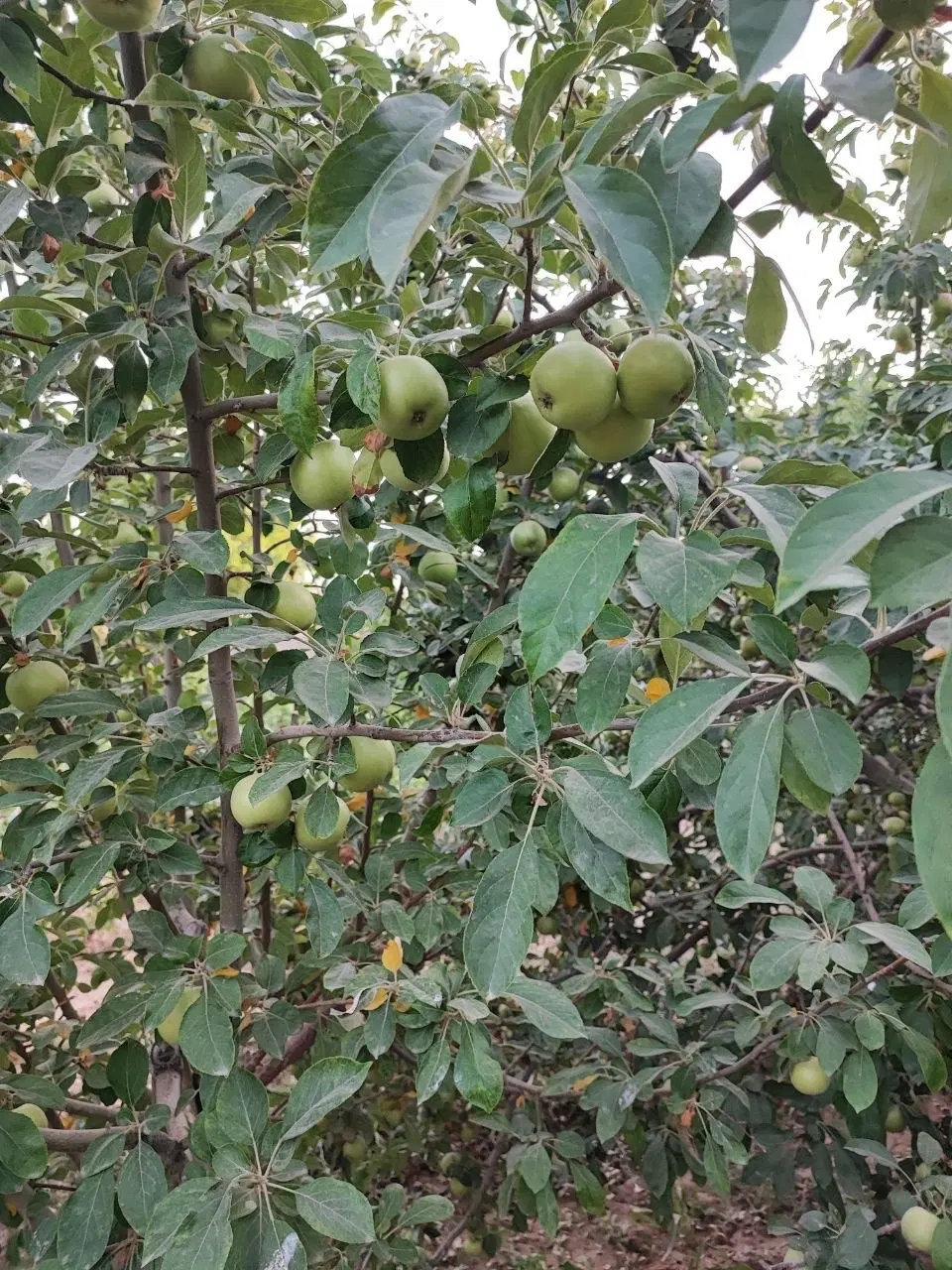 باغ سیب و انگور،بادام و گردو
