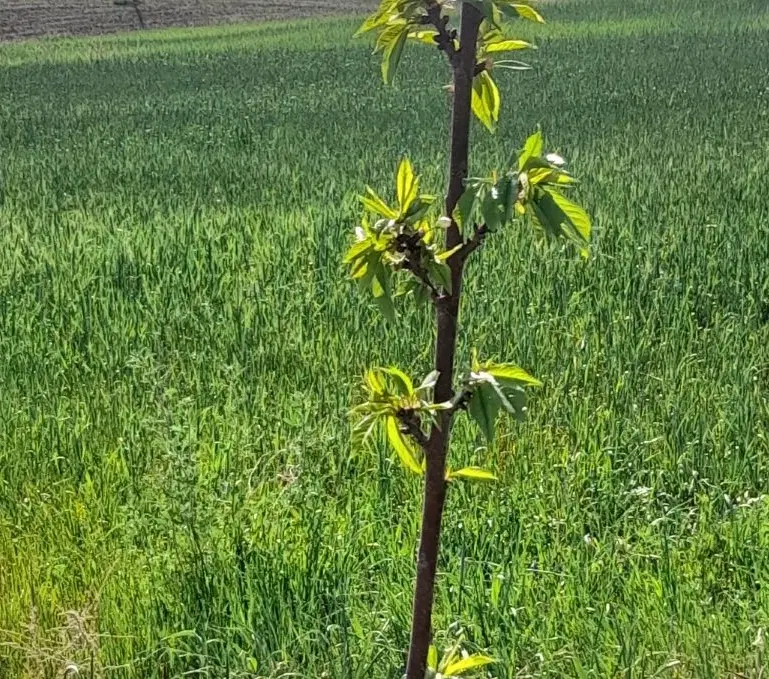 زمین آبی بارانی