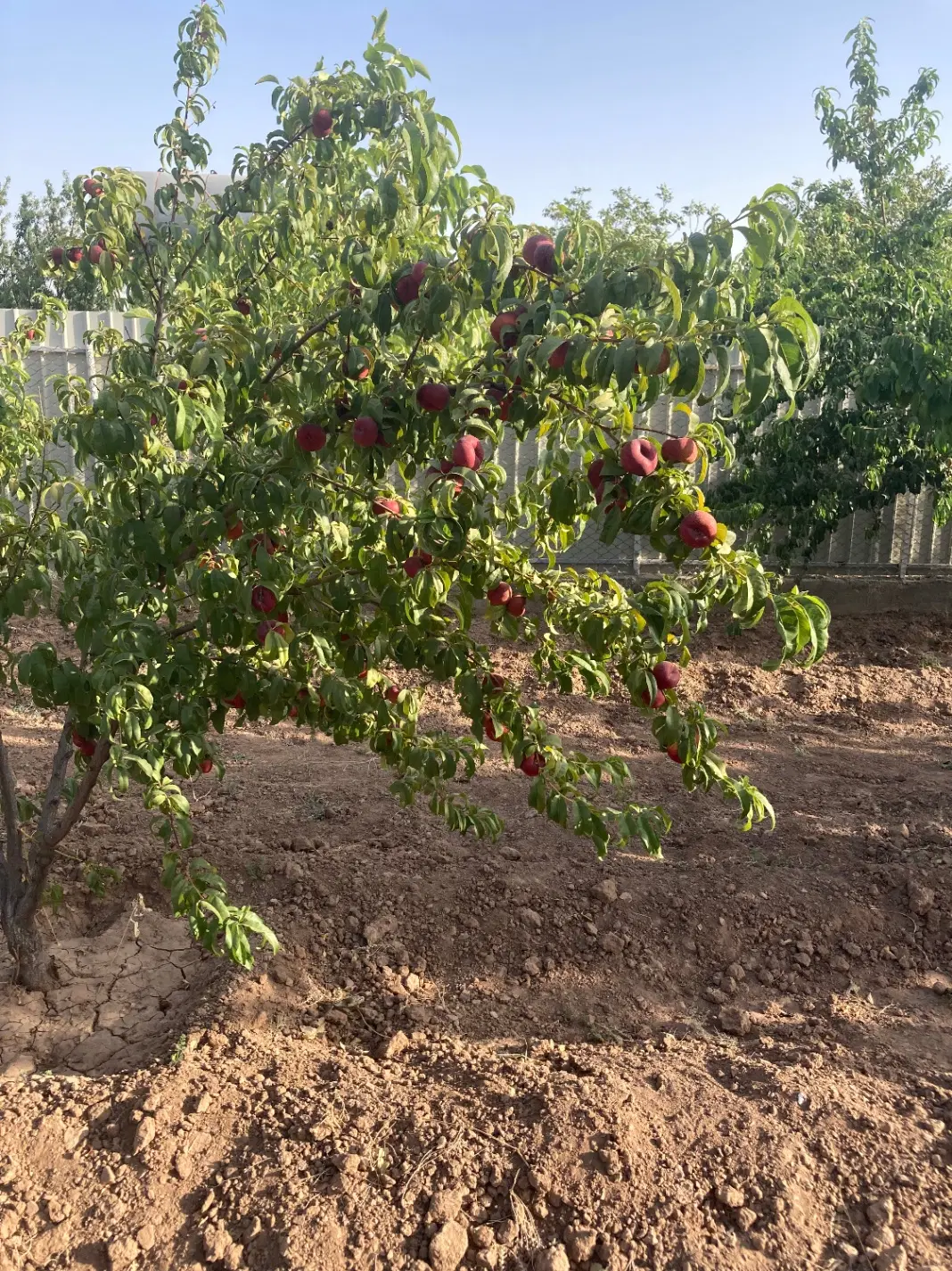 باغ ویلا مجتمع بهاران کورانه