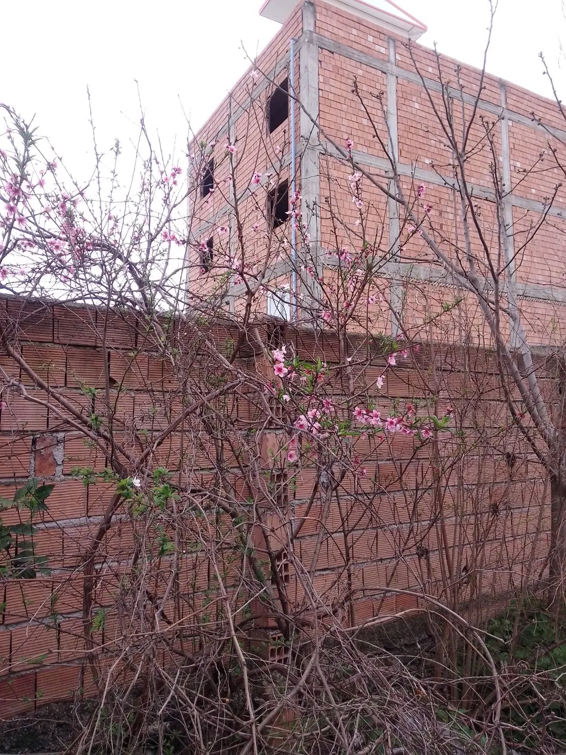 زمین مسکونی داخل بافت