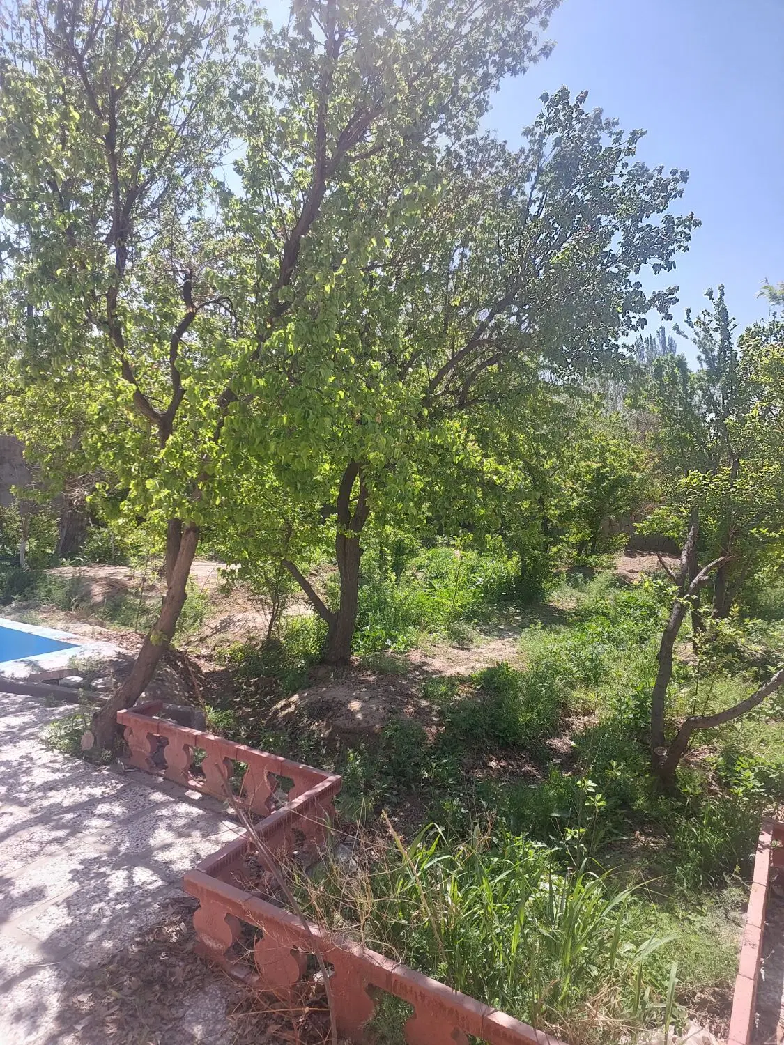 باغ و باغچه
