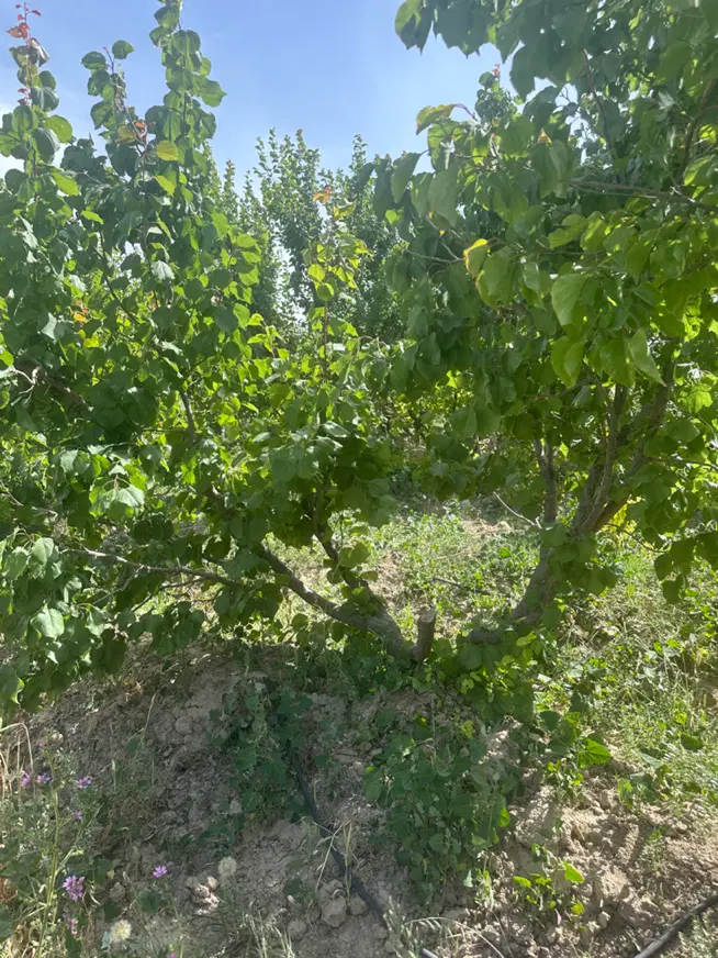 باغچه ۲۵۰ متر