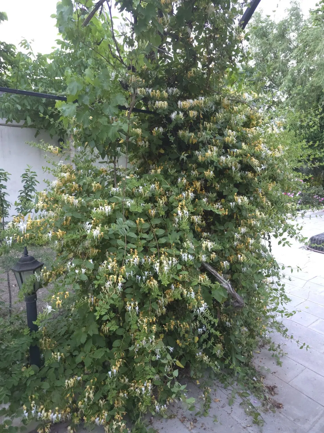 ۷۳۱متر باغ ویلای دنج سنددار بسیار نزدیک